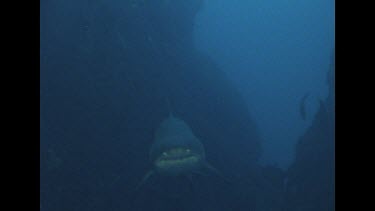 head to tail of Grey nurse shark