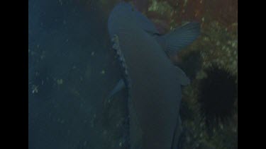 fish comes to close to a sea urchin and swims away