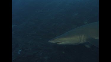 Body of grey nurse shark