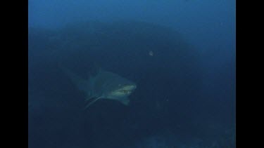 Grey nurse swims by, diver behind. Zoom in to face and body, diver tries to touch shark and it swims off