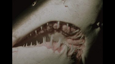 shot from underneath, mouth of shark