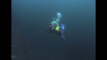 Valerie swimming to three lying Wobbegong sharks