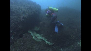 hand pulling tails of Wobbegong sharks