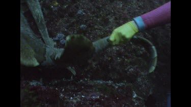 Valerie pulls agitated Wobbegong, swims off down rocks