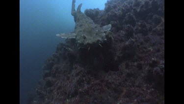 Wobbegong shark swims past camera