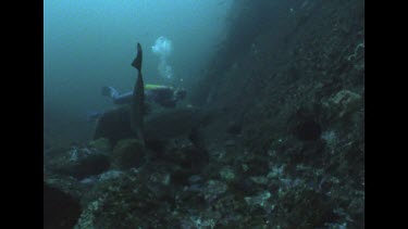 Valerie swims next to and photographs a Grey nurse shark