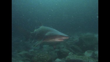 grey nurse swims in front of Valerie set for photo, shark quickly swims off