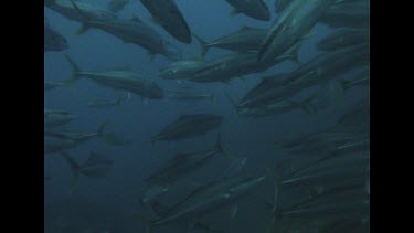 school of yellow tail fish