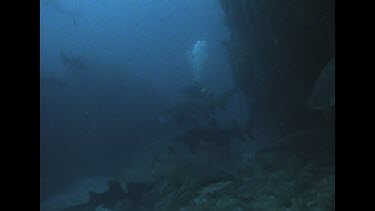 grey nurse sharks come towards camera, zoom in to Valerie who is behind the sharks