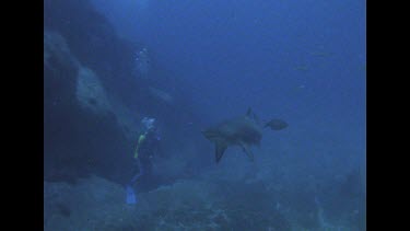 three grey nurses swim around, Valerie in background