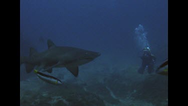 Valerie swims with shark, it turns quickly leaving Valerie