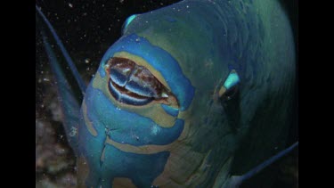 parrot fish sleeping, zoom out