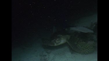 back view of swimming green turtle