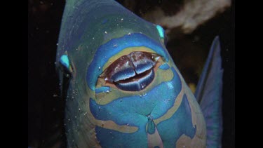 Parrot fish close up breathing, zoom out