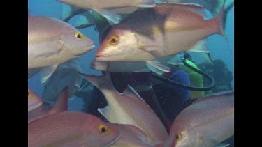 Valerie feeding Estuary cod, Red emperors and Hussars swimming around her. At times fish come quite close to camera