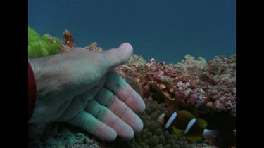 Rons hand and anemone fish, anemone fish around coral