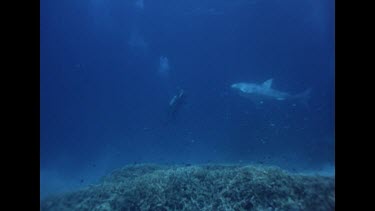 diver underwater with dummy shark