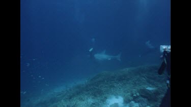 diver with recorder swimming towards dummy shark