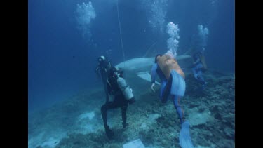 divers positioning dummy shark
