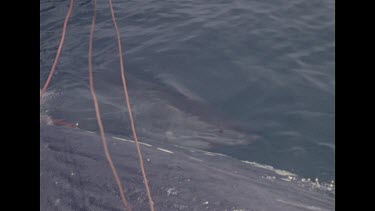 shark swimming near dead whale