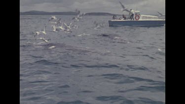 Buoyed whales off whaling station