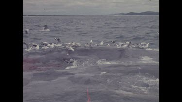 seagulls pecking at dead whale in water