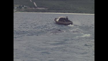 boat pulls two dead whales through water