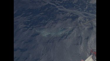 harpooned shark is brought to the surface