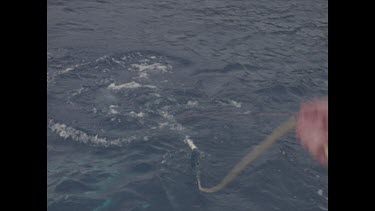 harpooned shark is brought to the surface