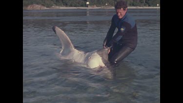 Hugh Edwards drags dead shark through water