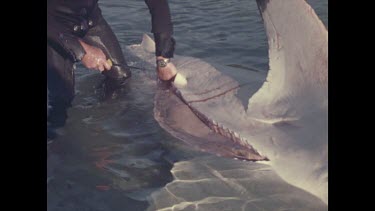 Hugh Edwards opens shark with knife