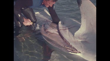 Hugh Edwards pulls out insides of shark