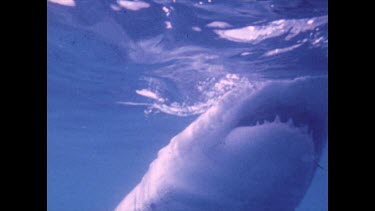 Shark approaches cage and snaps then swims away