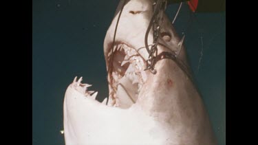 hooked shark, man and Valerie looking at it