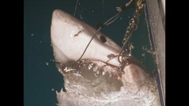 hooked shark lowered into water