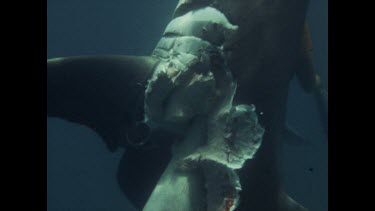 Valerie exploring dead shark