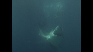 Valerie and another diver swimming around dead hooked shark