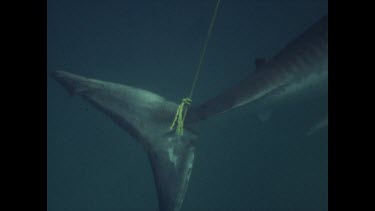 pan from tail to inside mouth of dead shark