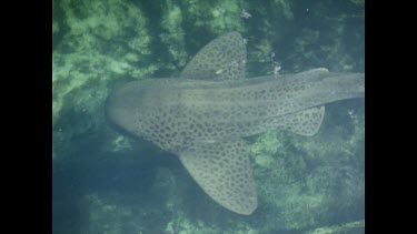 looking down on shark swimming underwater
