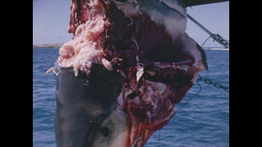 dead shark with half its neck bitten off dangling from ropes