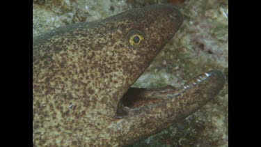 Moray Eel head, slowly retreats back into hole