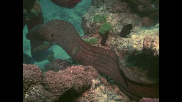 Valerie playing with and feeding Moray Eel