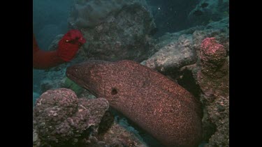 Valerie playing with Moray Eel