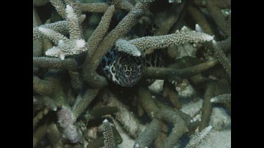 head of Spotted Eel