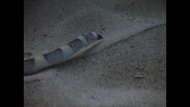 Snake Eel slithering over sand