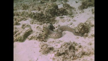 Snake Eel