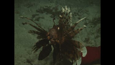 scorpion fish swimming past Valeries head