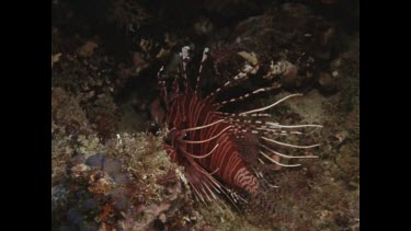 scorpion fish floating among rocks