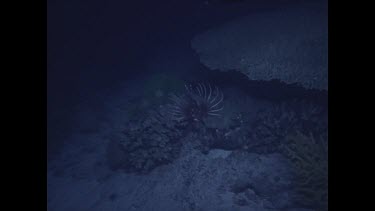 scorpion fish among rocks, feathers moving