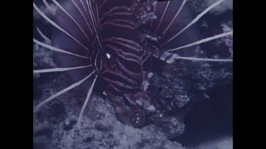 zoom out of scorpion fish lying on rocks